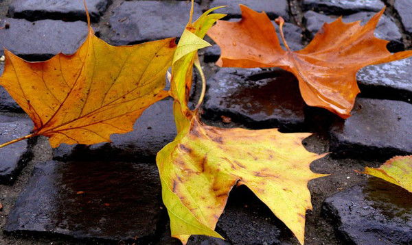 Настя Миронова