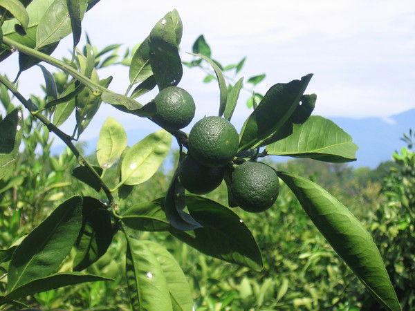 Станислав Пилия