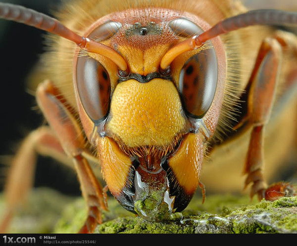 Михаил Ельчанинов