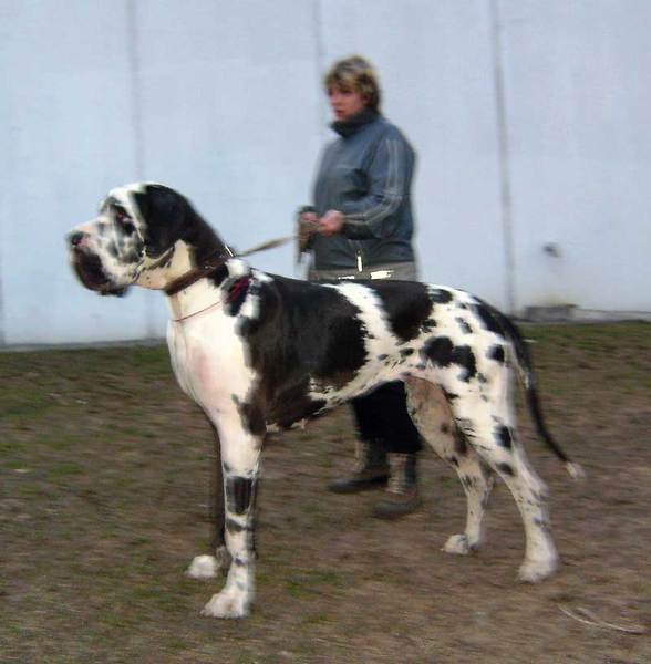 Марина Горбачевская