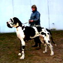 Марина Горбачевская