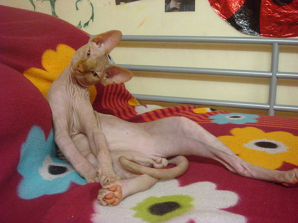 Никита Шуплецов