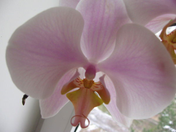 Лолита Отинова