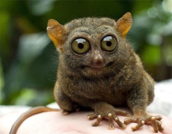 Миша Снитько