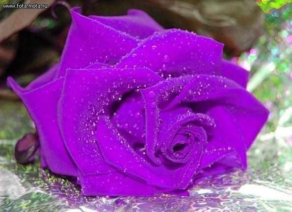 Ольга Гуляева