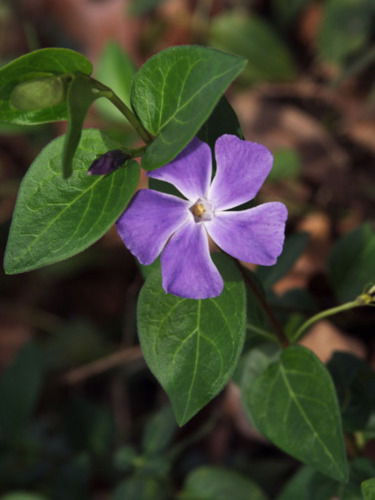 Ирина Ярошевская