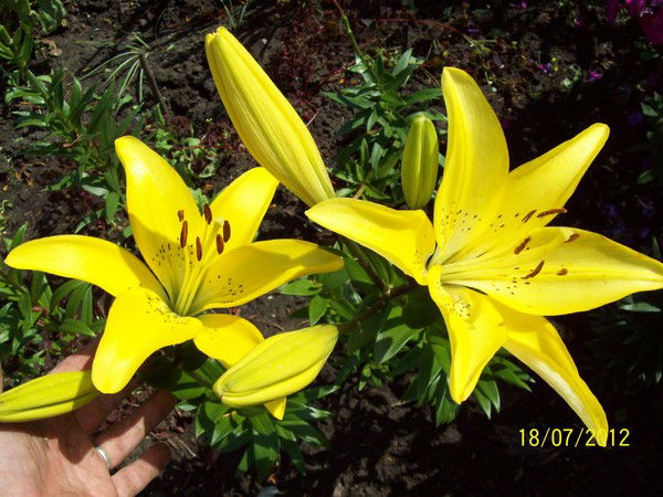 Ирина Авдеева