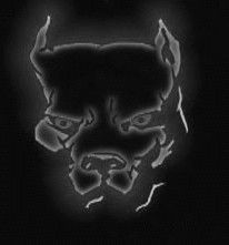***pit Bull***