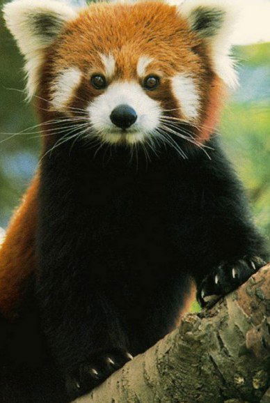 Мария Мухина