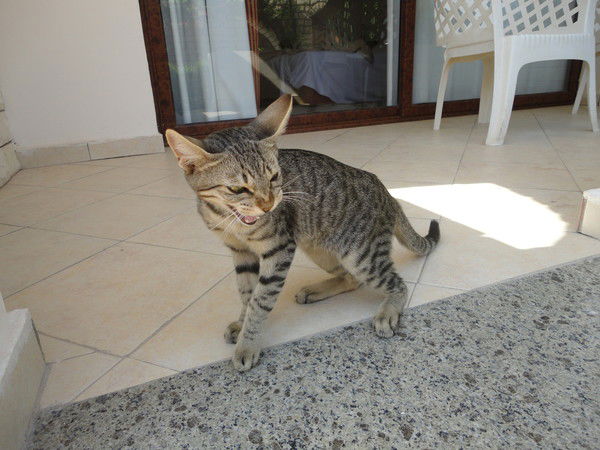 Роман Подоляко