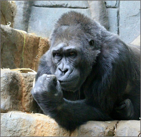 Анфиноген Андрианов