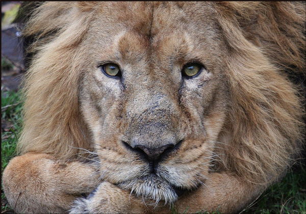 Александр А