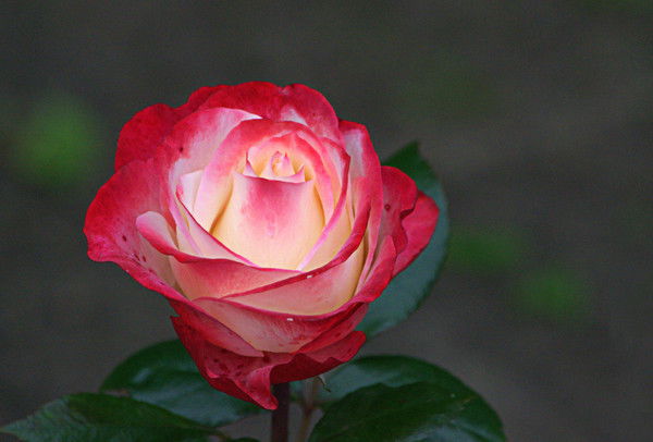 Евгения Нургалиева