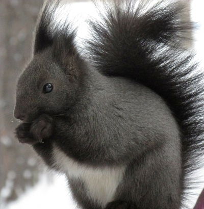 Даша Исаева