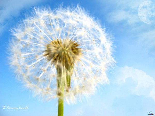 Саня Первый