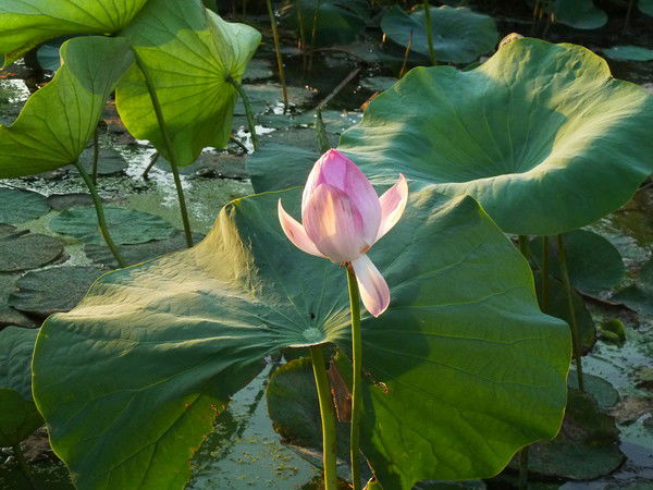 Ирина Кобзева