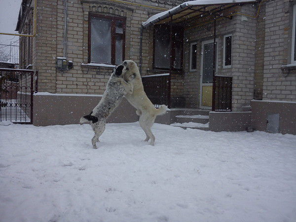 Виталий Шрамко