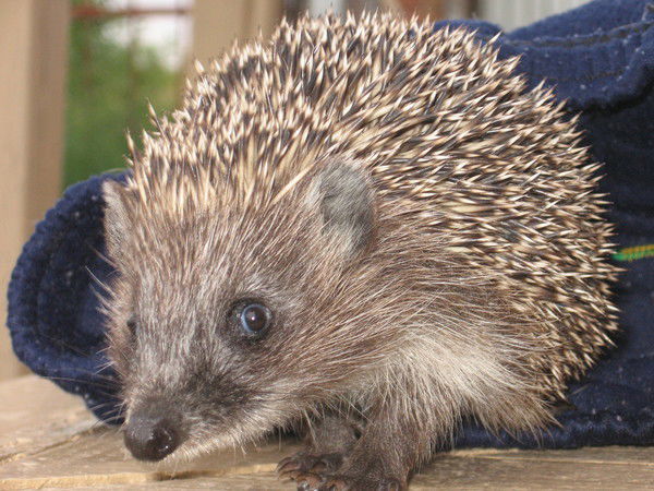 Сергей Дерегин