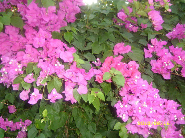 Минаш Искакова