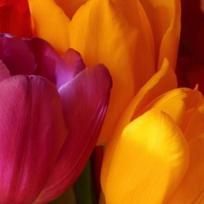 Елена Лубнина