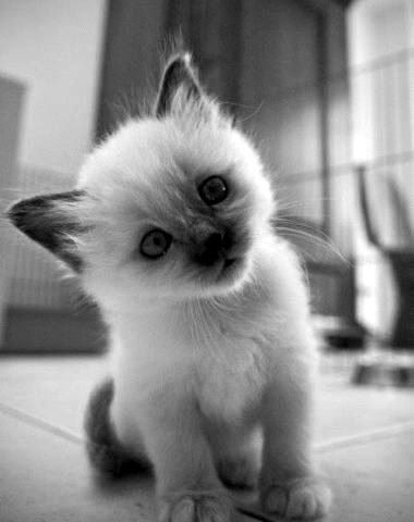 Ольга Полегаева