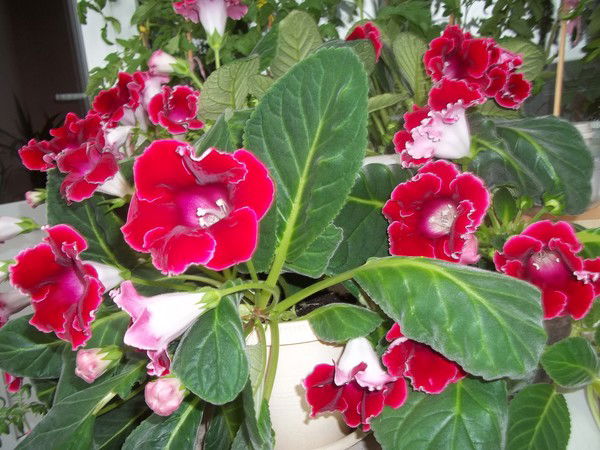 Сергей Arlashov