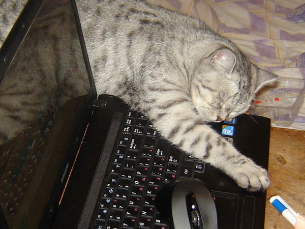 Ольга Петрова