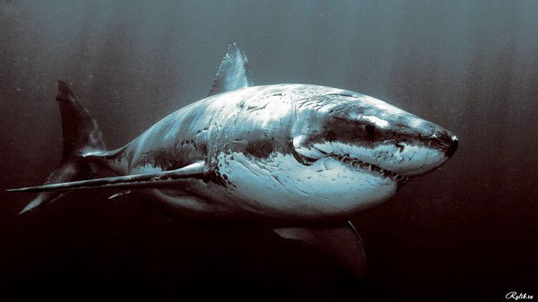 Юджин Южный