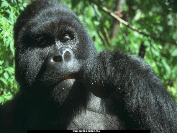 Юрий Шляхтенков