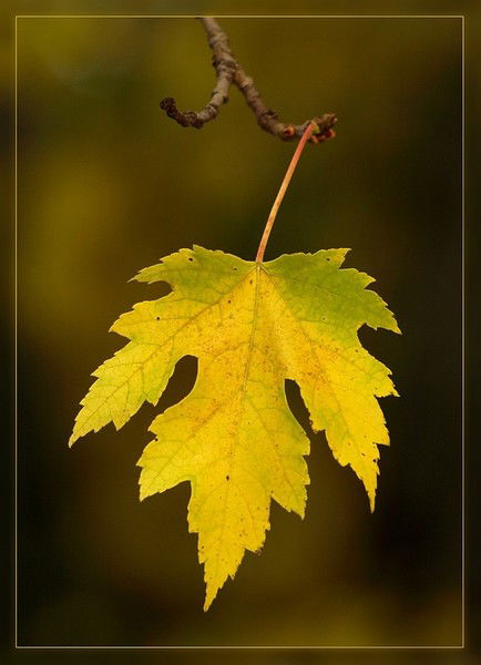 Викуся Лови