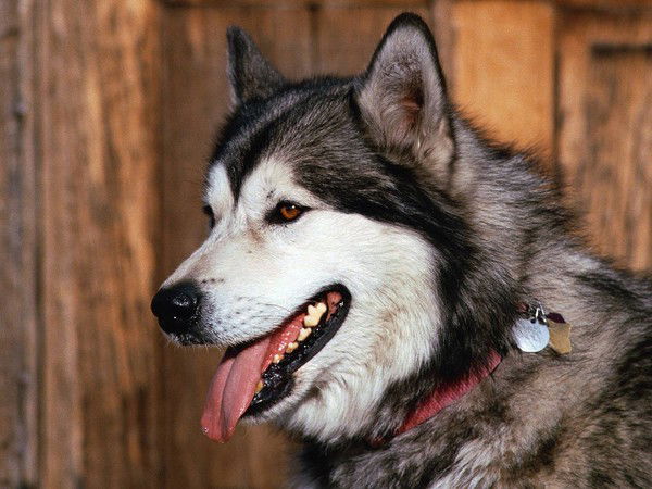 Анна Саломатова