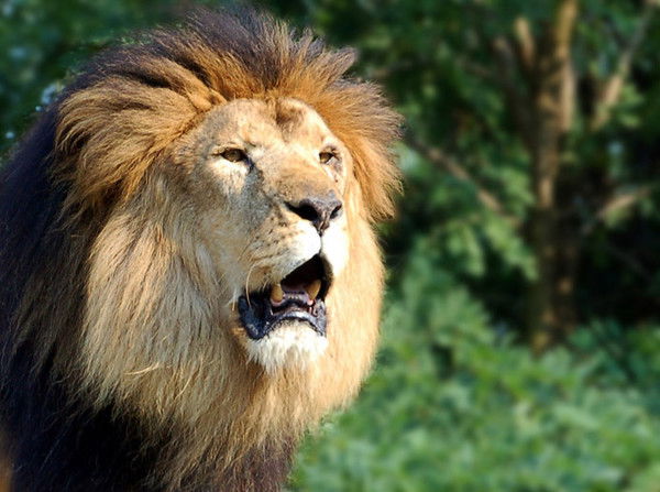 Ооо Львиный Зев