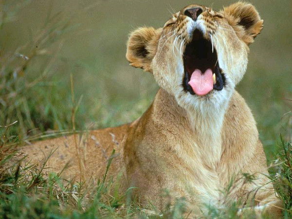 Алексей Божинский