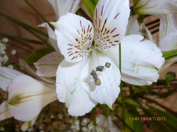 Эльмира Халфина