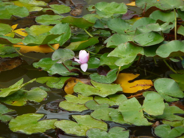 Олег Трегубенко