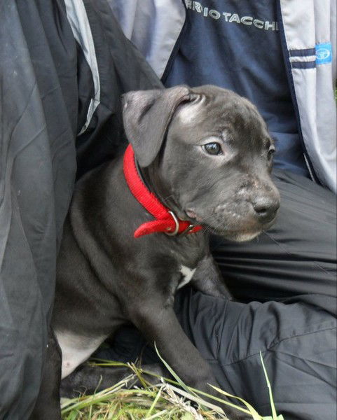 Aleksander Van Eesbeek