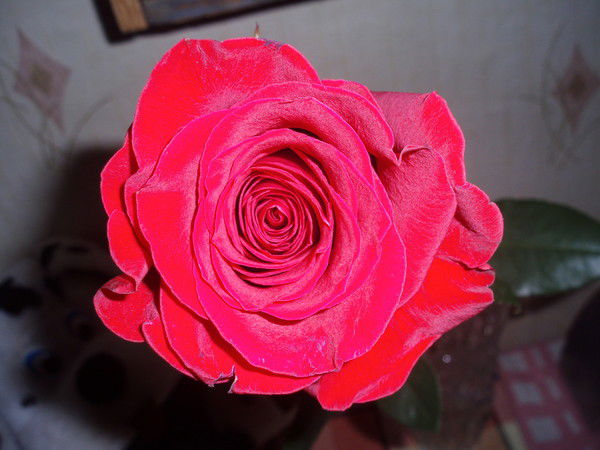 Любовь Волоконцева