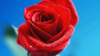 Лариса Коваленко