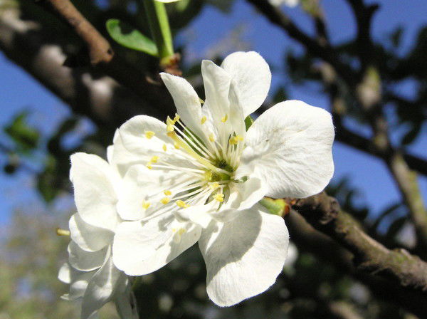 Надежда Петрова