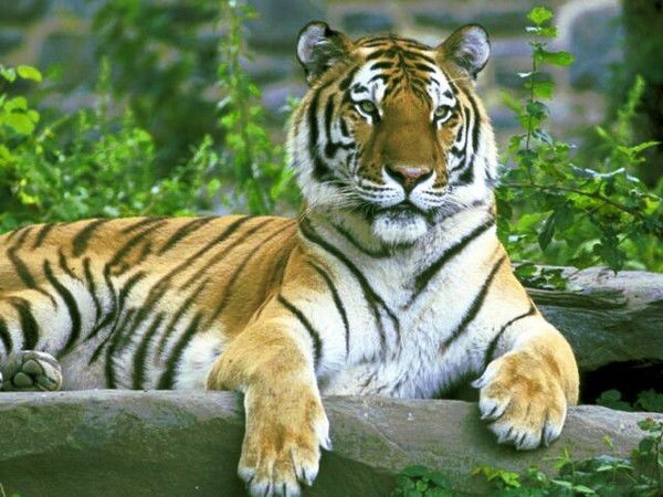 Тигр Великий