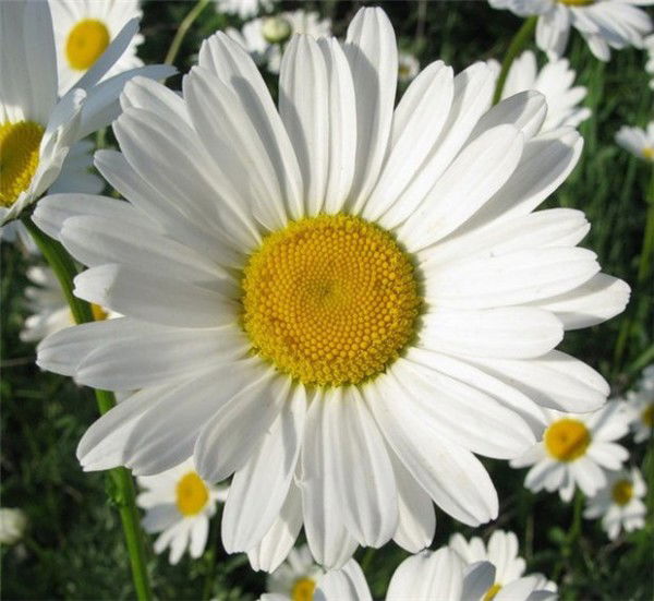 Оксана Ромашкина