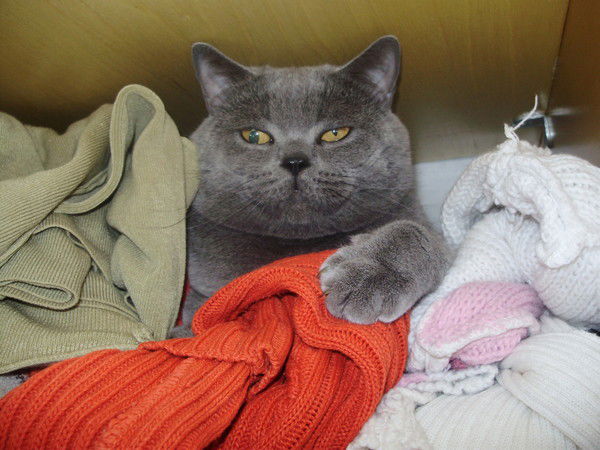 Игорь Канищев