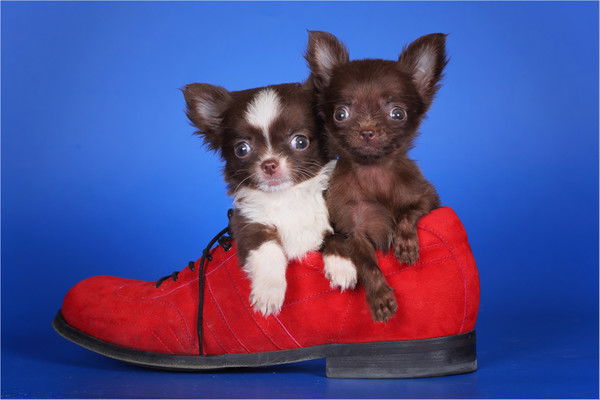 Ирина Балукова