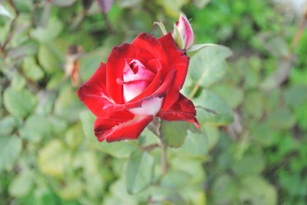 Лариса Попова