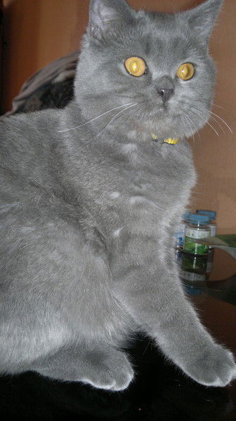 Светлана Чернега