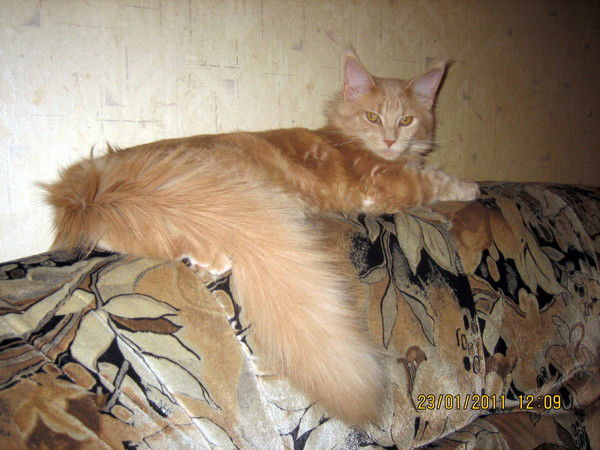 Ольга Трифонова