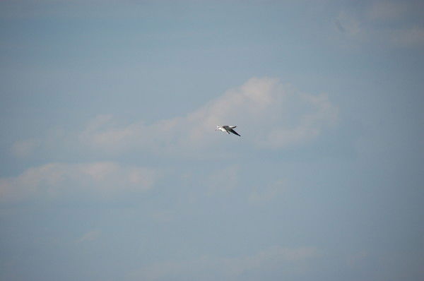 Дмитрий Егоренков