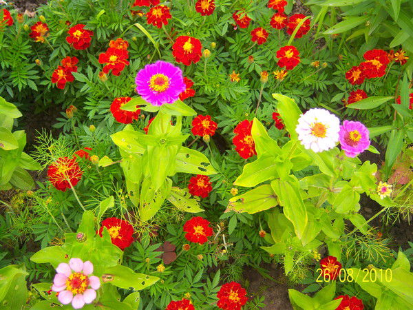 Ирина Чигоревская