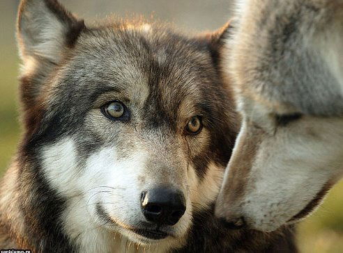 @волчонок@ @@@@@