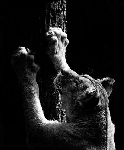 Татьянка Девичья